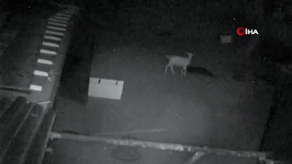 Aç kalan kurdun oğlaklara saldırması güvenlik kameralarına yansıdı