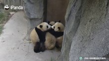 三个小熊友在悄悄商量什么