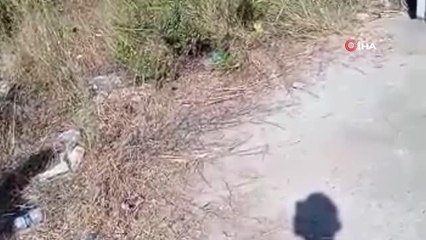 Bodrum'da yakalanan iki yılan doğaya salındı