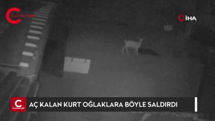 Aç kalan kurdun oğlaklara saldırması güvenlik kameralarına yansıdı