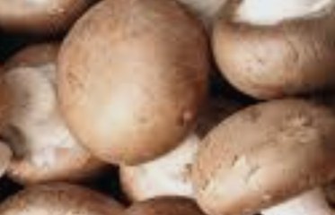 Selon une étude manger des champignons réduirait le risque de cancer de 45%