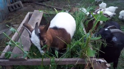 The most cunning. Cameroon goats have dinner