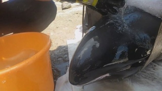 Mueren 3 ballenas y rescatan a otras 9 tras quedar varadas en costas chinas