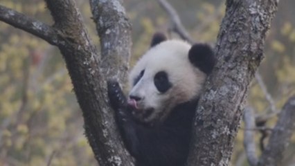 El oso panda ya no es una especie "en peligro" según China