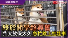 終於開學超興奮！ 柴犬放假太久 看見老師急忙跳上娃娃車