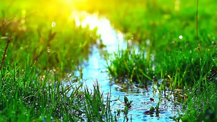 Nature Therapy_ Relaxing Full Motion Forestry with Natural Sounds