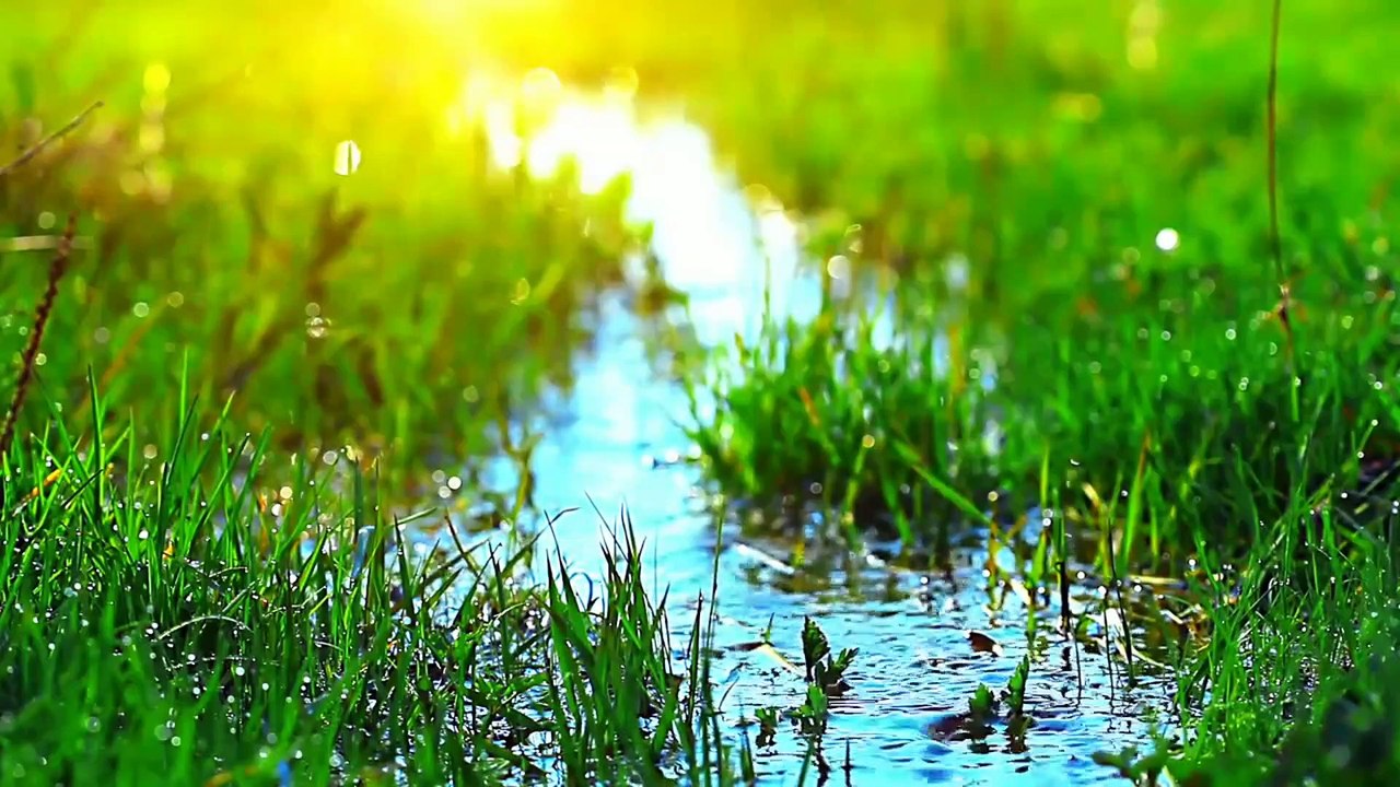 Nature Therapy_ Relaxing Full Motion Forestry with Natural Sounds