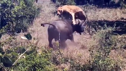 OMG Hippo Failed When Trying To Rescue Antelope From Alligator Lion And Great Battles