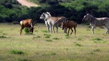 Mother Wildebeest sacrifices herself to Save her offspring from mad Zebra Fierce battle herbivore