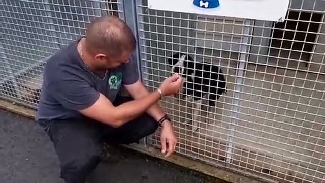 Les SPA sont débordées début juillet : l'animalier Florien et Turbo, un croisé Border visiblement laissé à l'abandon, au refuge de Besançon