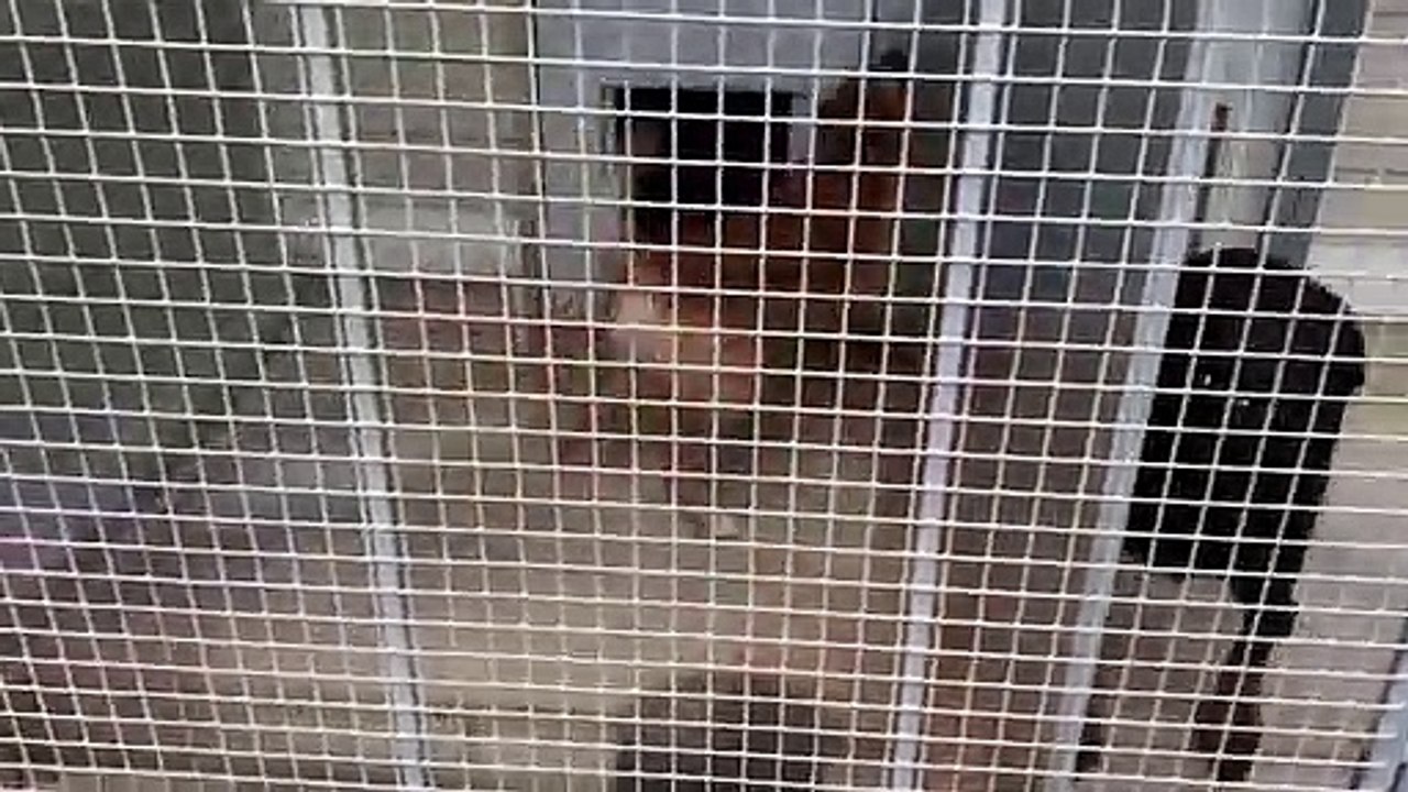 Les SPA sont débordées début juillet : les 49 boxs pour chiens sont occupés début juillet au refuge de Besançon