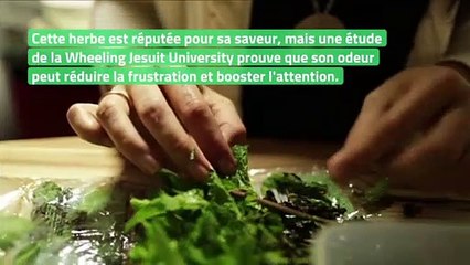 5 plantes que vous devriez avoir à la maison et qui vous aideront à être moins stréssé