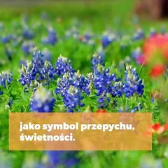 Wspomnienie Najświętszej Maryi Panny z Góry Karmel