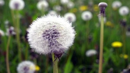 Flower time lapses video