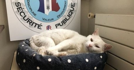 Ce chat leur rendait visite tout le temps, alors ces policiers ont fini par l'adopter