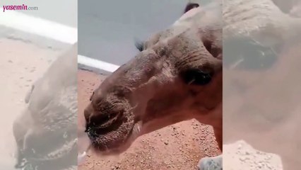 Çölde baygın haldeki deve bakın nasıl canlandı!