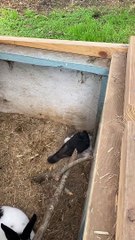 Pigeon Thinks He’s the Daddy Rabbit