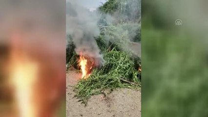 KIRKLARELİ - 231 bin kök Hint keneviri yakılarak imha edildi