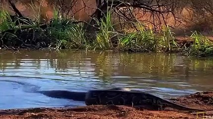 Piton antilobu böyle yedi