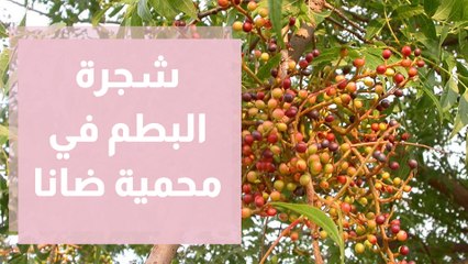 تعرفوا على شجرة البطم في محمية ضانا