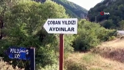 Çoban köpeklerinin saldırdığı boz ayı yaralandı