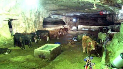 Sıcaklığın 50 dereceyi bulduğu Şanlıurfa’da kurbanlıklar 20 derecelik mağaralarda besleniyor