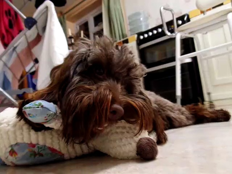 maddee chewing toy in kitchen