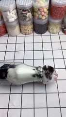 Hamster Funny moments of the animals