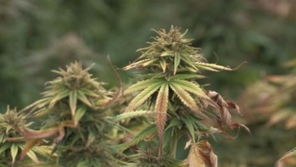 El cannabis medicinal se abre paso en Colombia  en medio de estrictas reglamentaciones