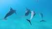 Swimming With Dolphins in 4K - 30 Minute Underwater Relaxation Video
