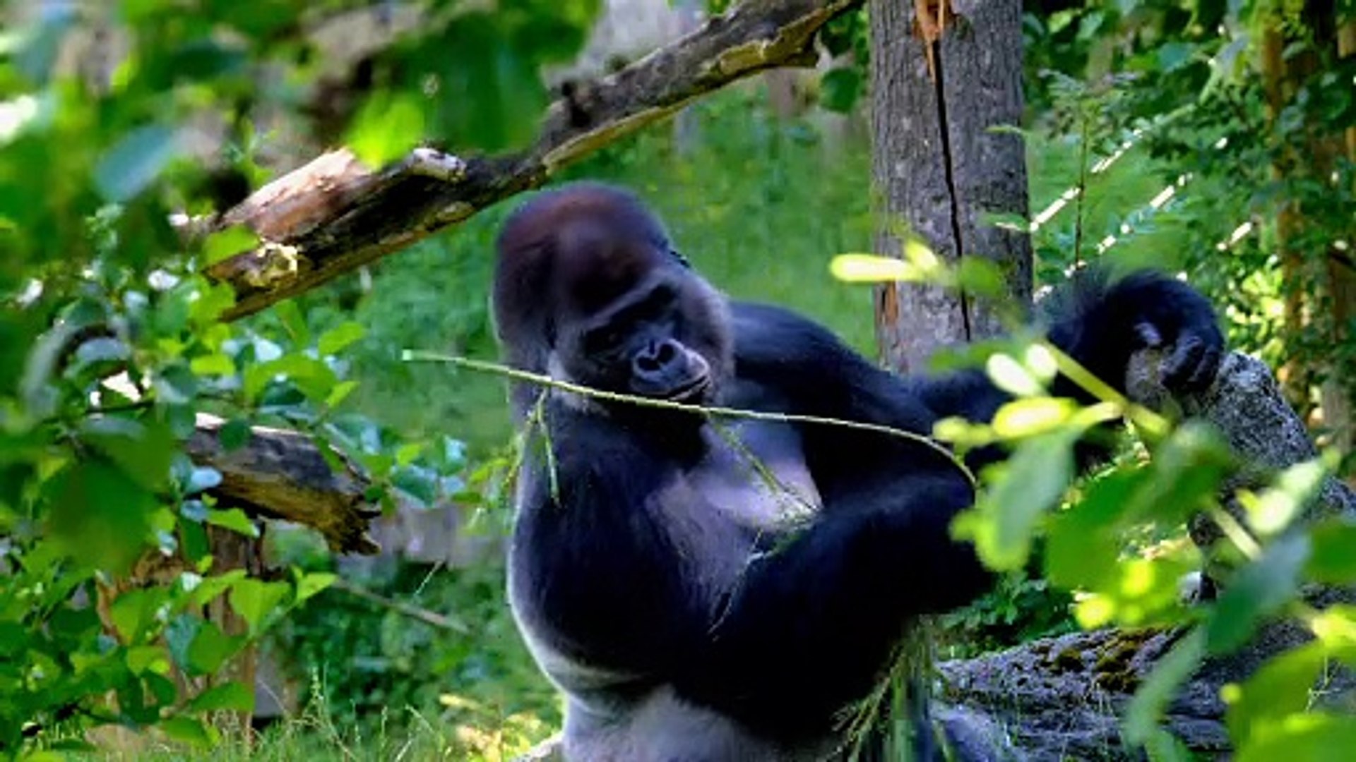 ⁣wildlife Animals in 8k HDR 120fps 2160p  (ULTRAHD) | UNSEEN FOOTAGE