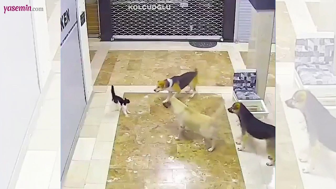 Köpeklerin köşeye sıkıştırdığı kedinin imdadına başka bir kedi koştu!