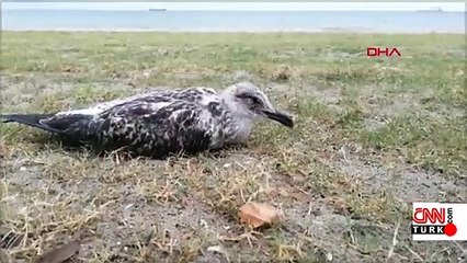 Bakırköy Sahili'ndeki martı ölümleri tedirgin ediyor