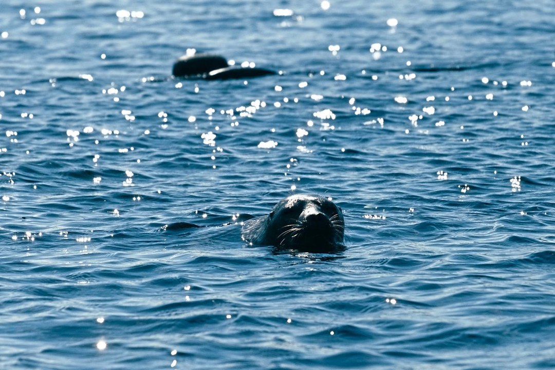 Klimawandel gefährdet seltene Seehunde