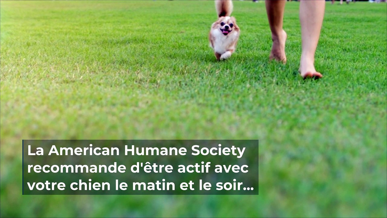 Lors d'un barbecue comment faire en sorte que votre chien soit en sécurité ?