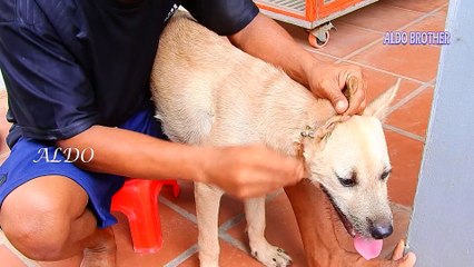 2=3953=ABU Try To Wait Daddy Remove many big ticks from ABU 's ears