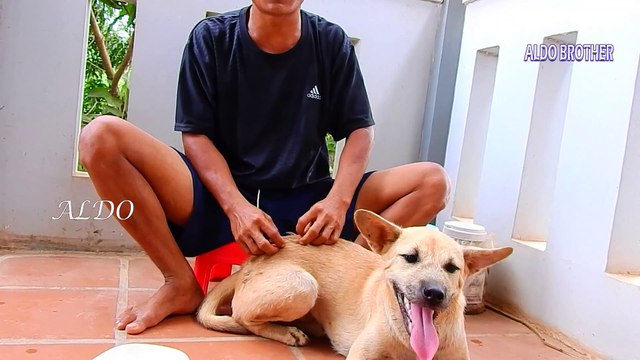 3=3950=OMG.. !! Ticks In Leg's ABU So Pity ABU Remove Ticks By Itself