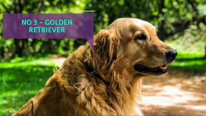 Top 5 Beautiful and Cutest Dog Breeds