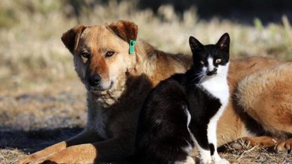 Son Dakika: Hayvanların korunmasına ilişkin kanun teklifi TBMM komisyonunda kabul edildi