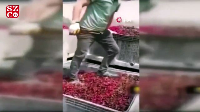 Meyve suyu tesisi ürün toplama merkezinde mide bulandırıcı görüntü