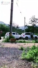 Wow. Just see the amazing thing this dog did