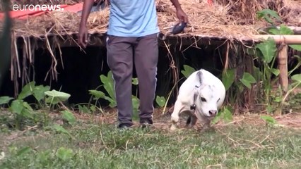 شاهد: "راني"... أصغر بقرة في العالم تتحول لقِبلة سياحية في بنغلادش