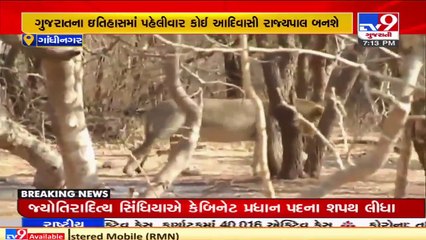 Death of lions in Sasan Gir not connected to any disease - Guj. Cabinet minister Ganpat Vasava _ TV9