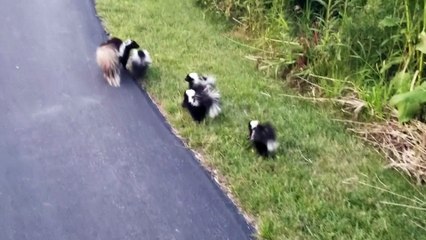 Attack of the Skunks
