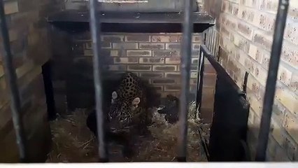Matara la panthère du Sri Lanka avec ses bébés au zoo de Maubeuge