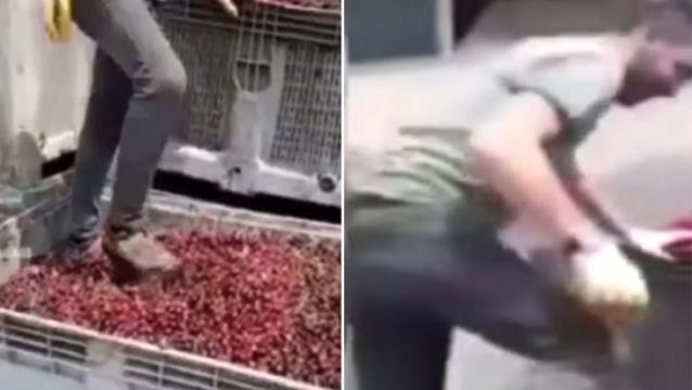 Meyve suyu üretim tesisinde mide bulandıran görüntüler! Vişneleri ayakkabılarıyla çiğnedi