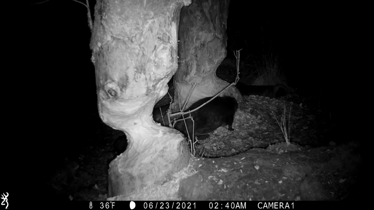 Beaver kits in Cropton Forest