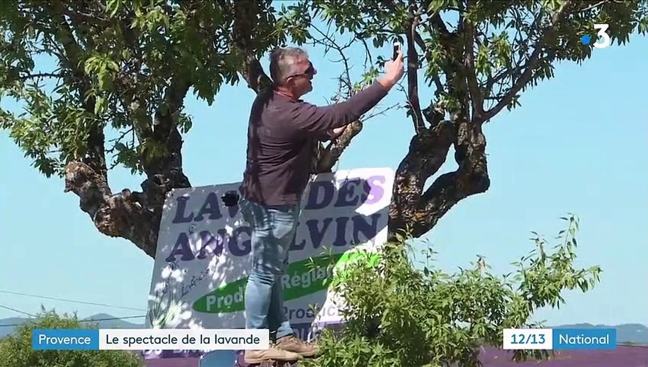 Provence : les champs de lavande attirent les touristes
