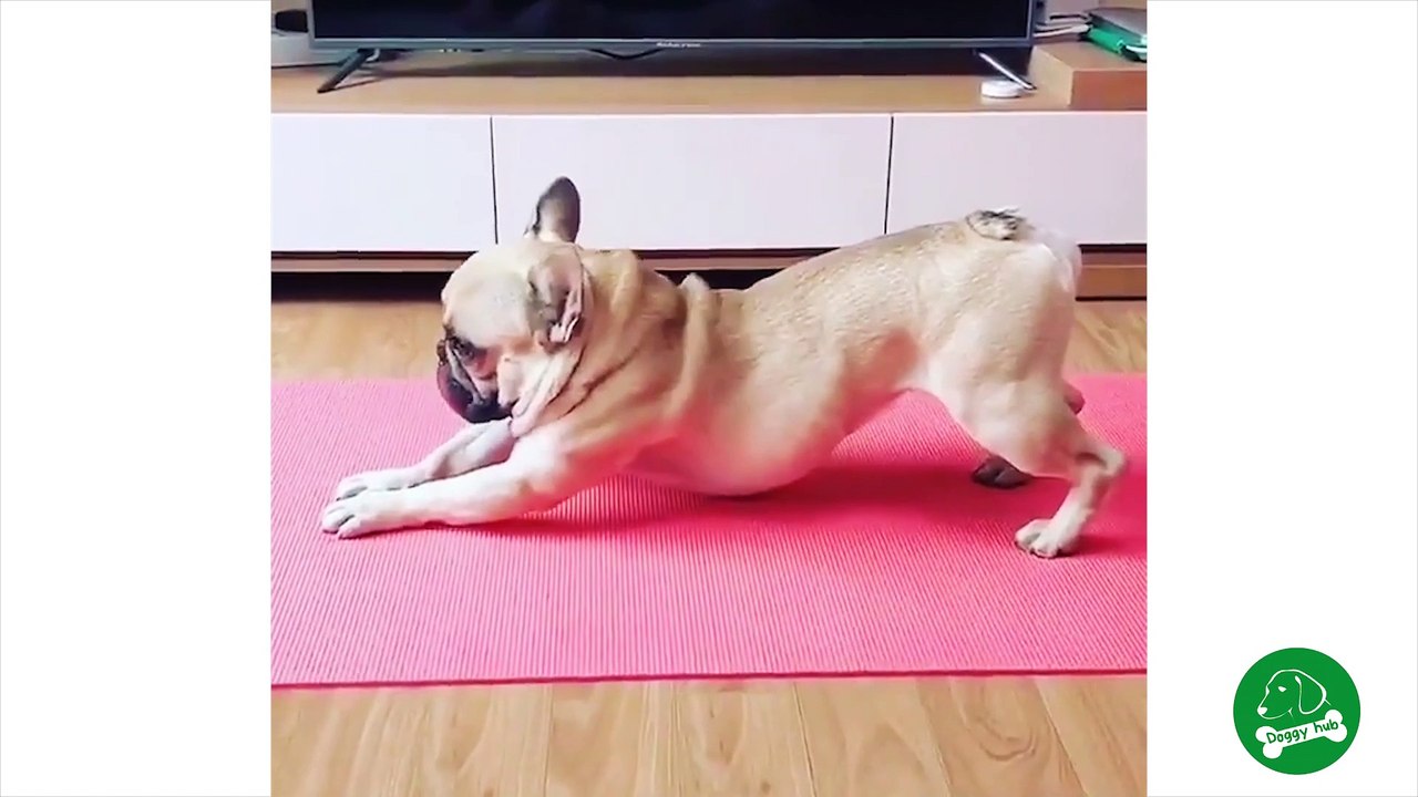 Funny dog videos| cute dog videos| Best dog videos compilation that will make you laugh | Doggy hub