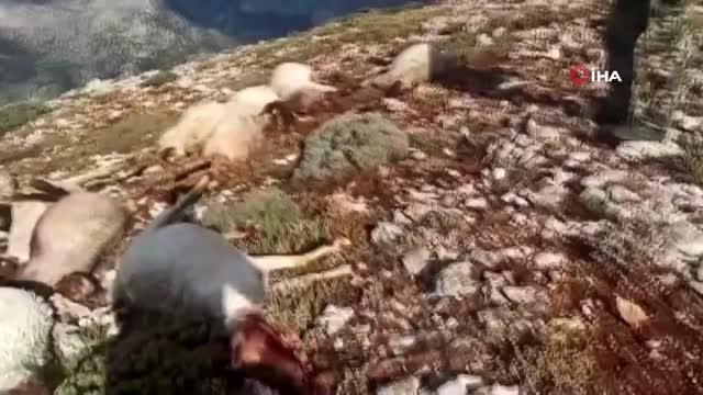 Kahramanmaraş'ta yıldırım düştü 86 koyun telef oldu